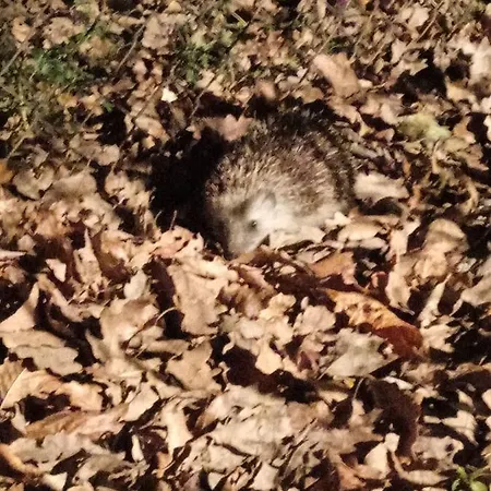 بيت للعطل E-major Kismaros