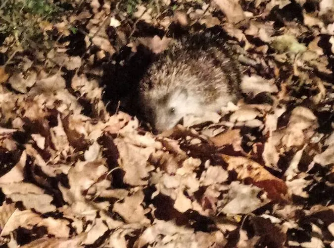 Case de vacanță E-major Kismaros